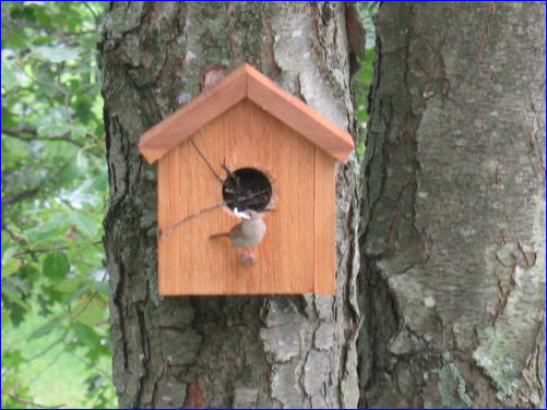 Free Traditional Bird House Plan